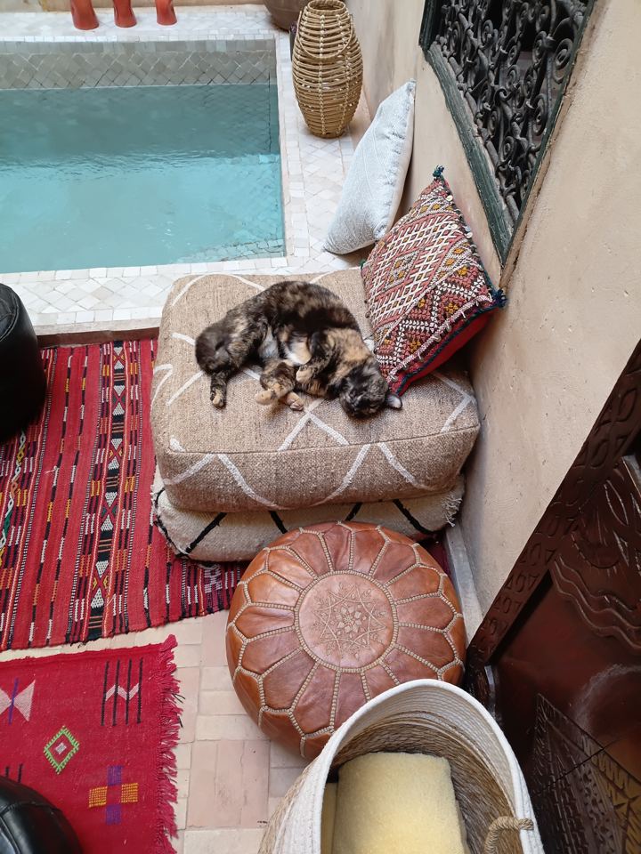 La chatte du riad endormie sur un pouf au bord de la piscine