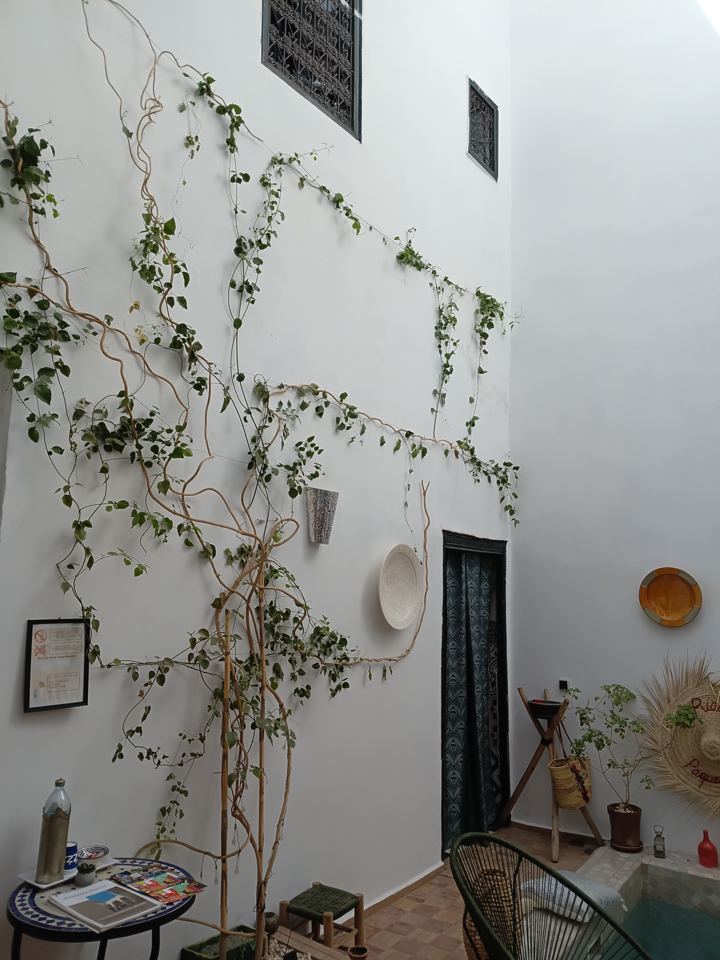 Plantes grimpantes sur les murs blancs